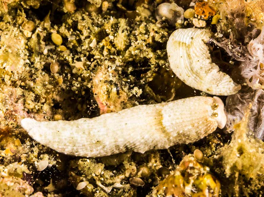 Dermatobranchus semilunus